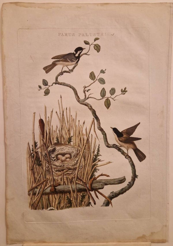 Parus palustris. De Glanskop( mees). Sepp en Nozeman.