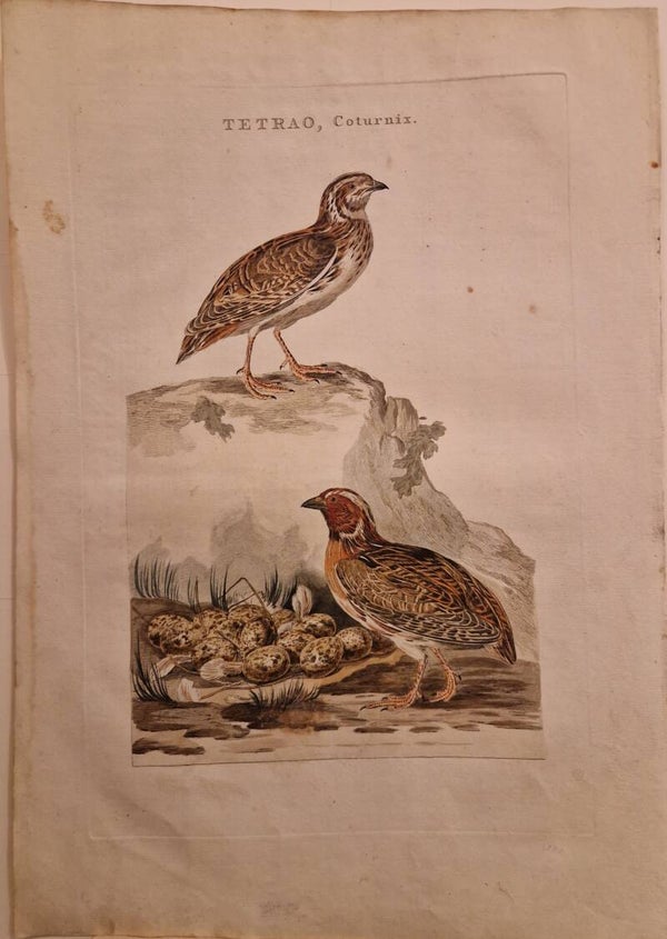 Tetrao Coturnix. De Gewone Kwartel. Sepp en Nozeman.