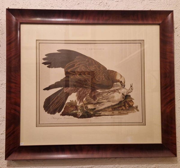 Milus Aeruginosus. De Bruine Kiekendief. Sepp en Nozeman.