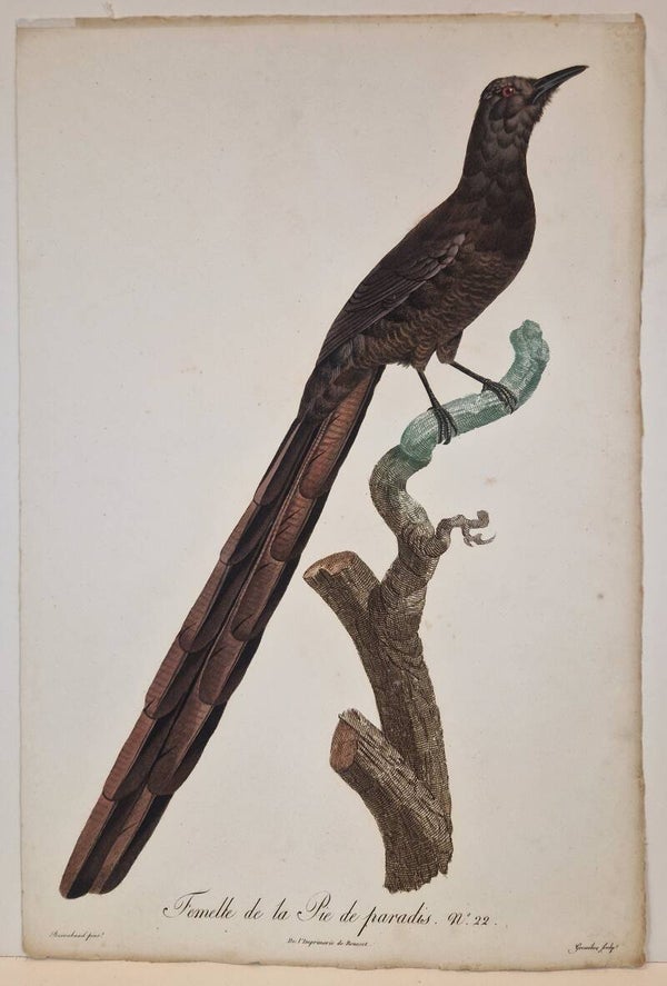 Femelle de la Pie de Paradis. J.Barraband.