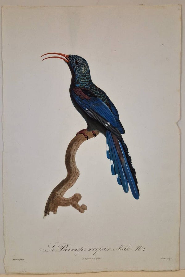 Le promérops moqueur mâle. J.Barraband.