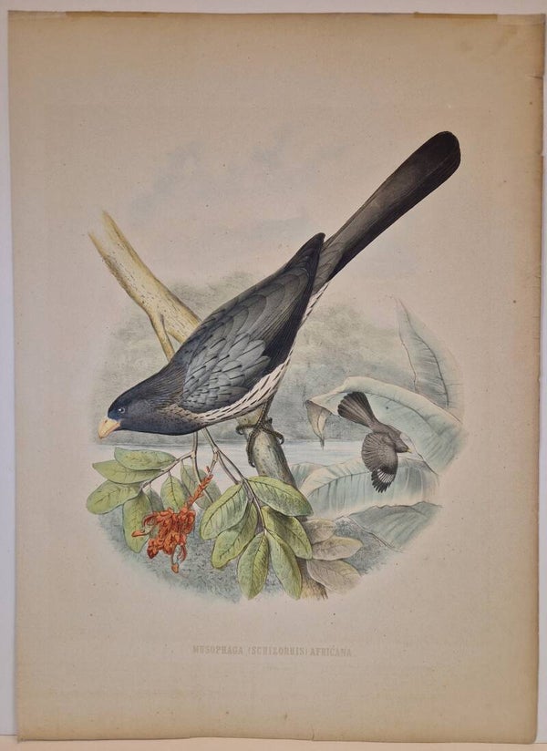 Musophaga ( schizorhis) Africana. H.Schleger 1860.