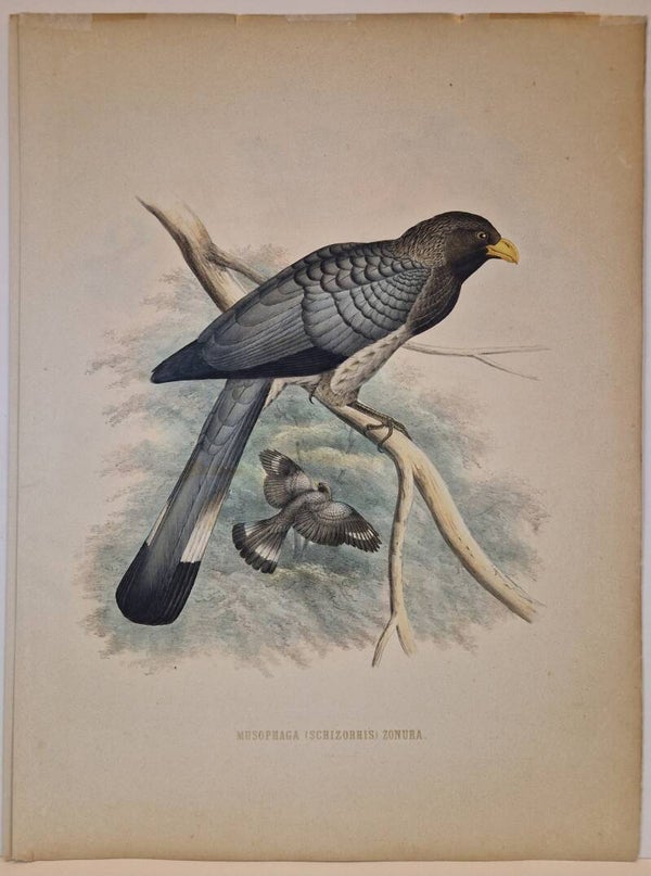 Musophaga ( schizorhis) Zonura. De bandstaart bananeneter. H.Schleger 1860.