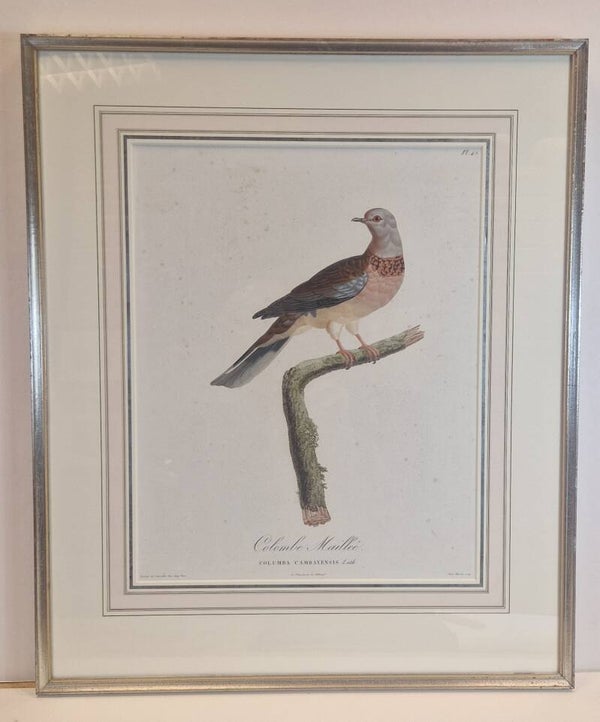 Colombe Maileé. Pauline deCourcelles Knip. 1811