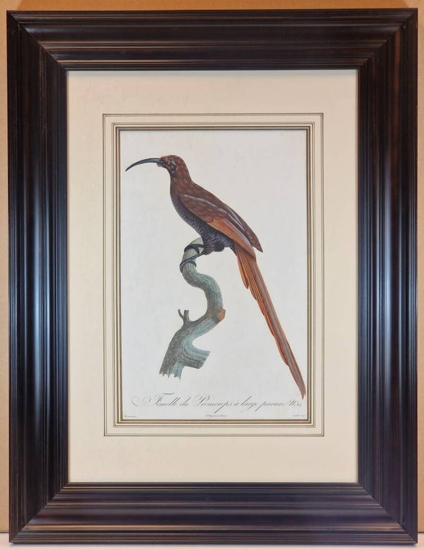 Femelle du Promerops à large parure J.Barraband.