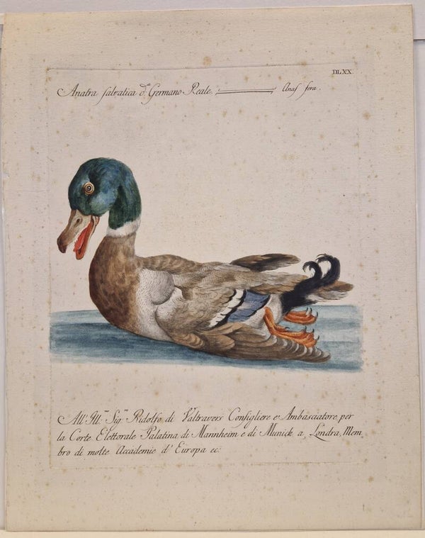 Anatra Salvatica of wilde eend. Saverio Manetti 1767.