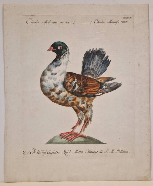Colombo Modanin minore. Saverio Manetti 1767.