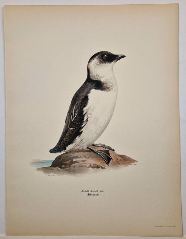 Alle Alle. Magnus von Wright 1920. (3)