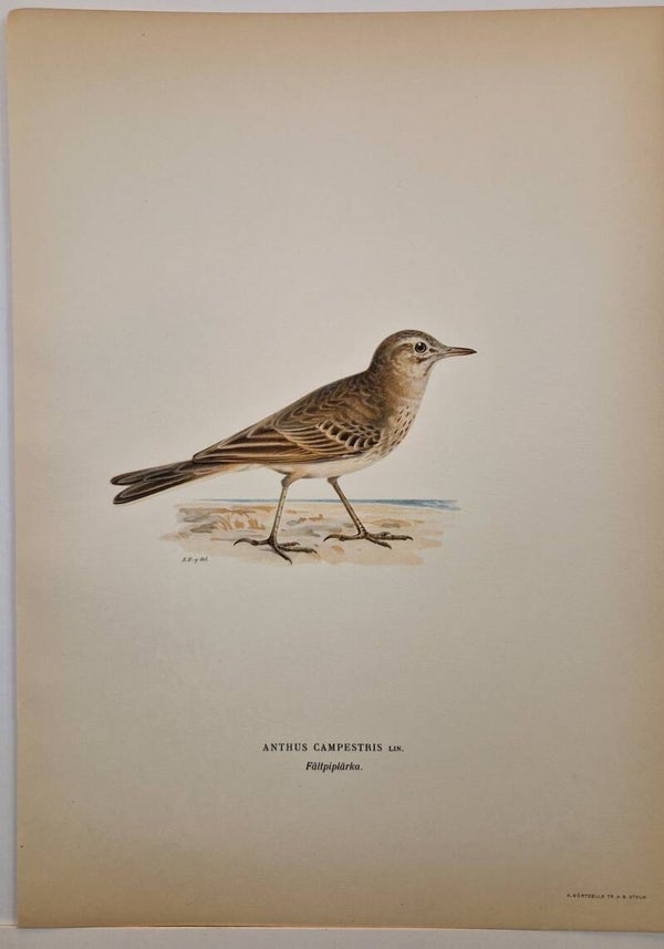 Anthus Trivialis. Magnus von Wright 1920. (66)