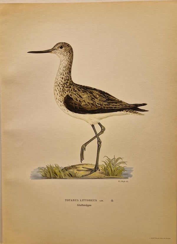 Totanus Littoreus. Magnus von Wright 1920. (154)