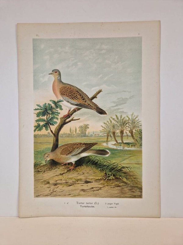 Turtur Turtur. Johann Friedrich Naumann 1905.