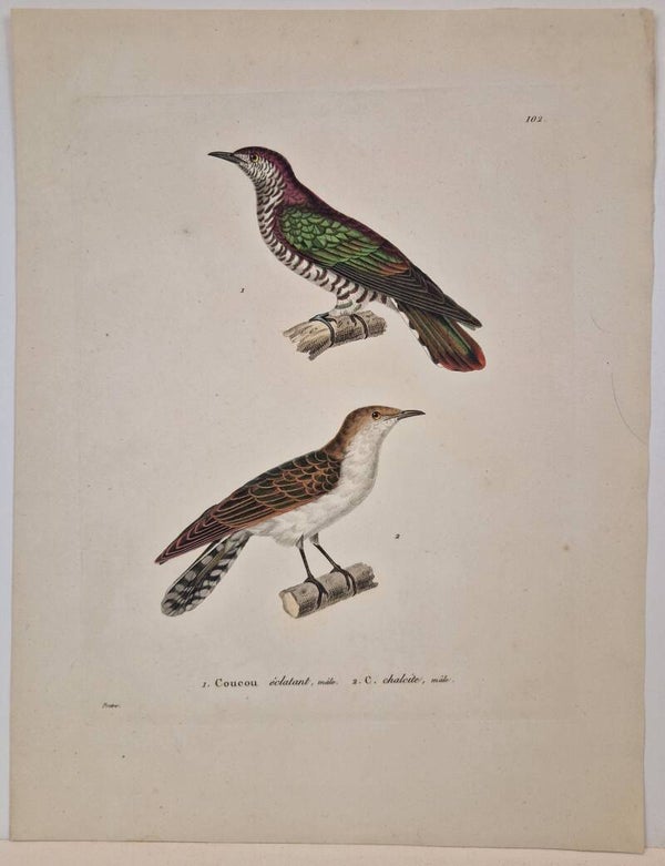 Coucou Eclatant, chalcite. Jean Gabriel Prêtre 1821.