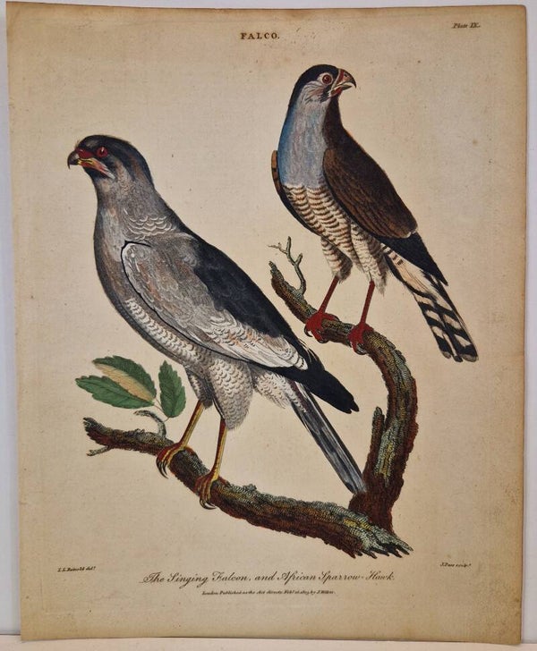 The singing falcon and the African Sparrow-hawk. Encyclopaedia Londinensis J.Wilkes 1805.