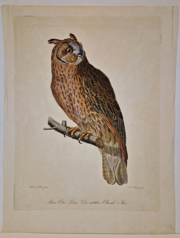 Strix Otis of Die Mittlere Ohreule.  J.Wolf en B Meyer. 1804