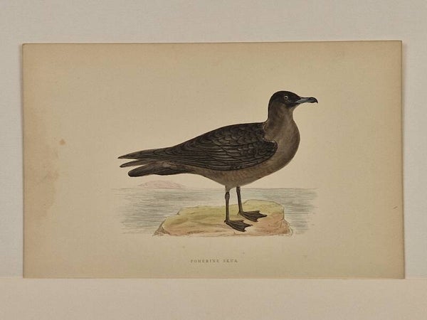 Pomerine Skua.  Morris 1850