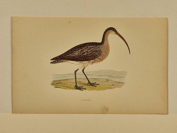 Curlew. Morris 1850