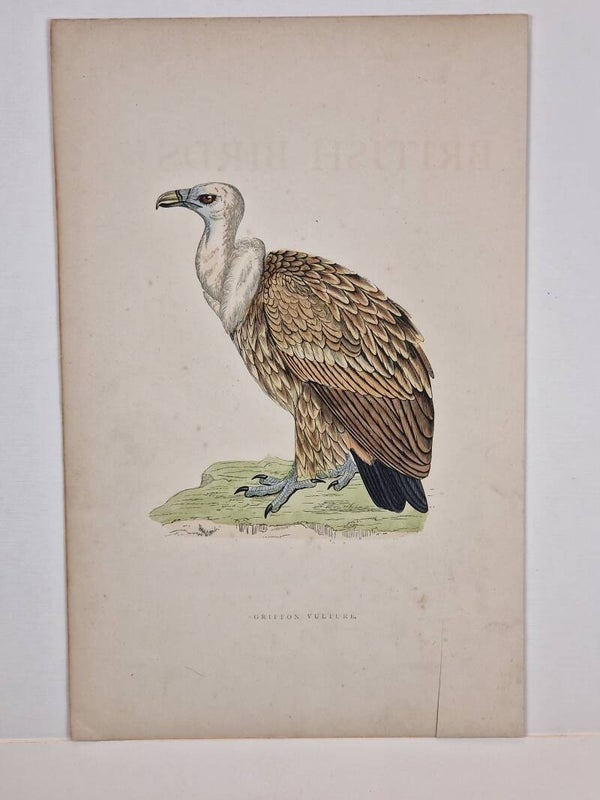 Griffon Vulture. Morris 1850