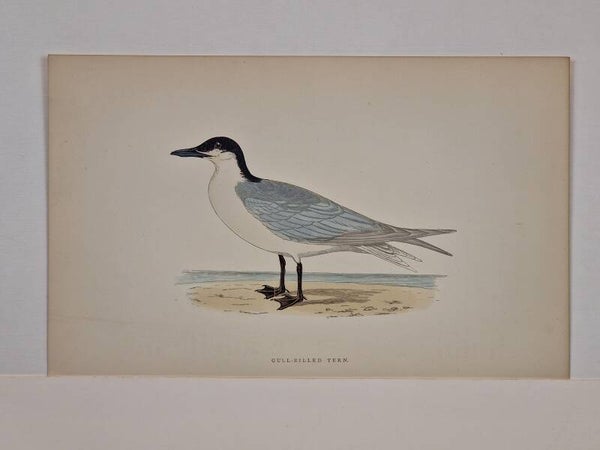Gull-billed Tern.  Morris 1850