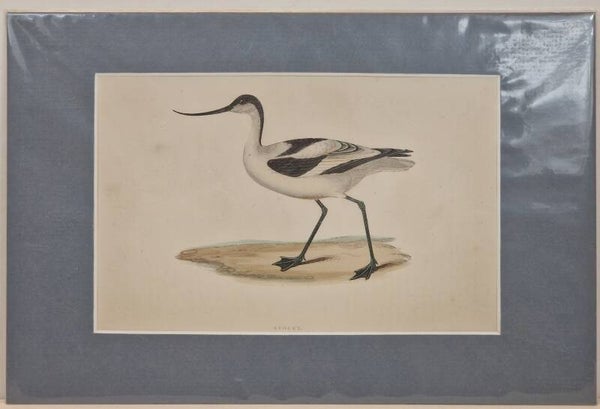 Turnstone. Morris 1850