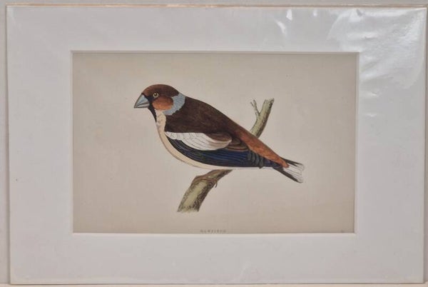 Hewfinch. Morris 1850