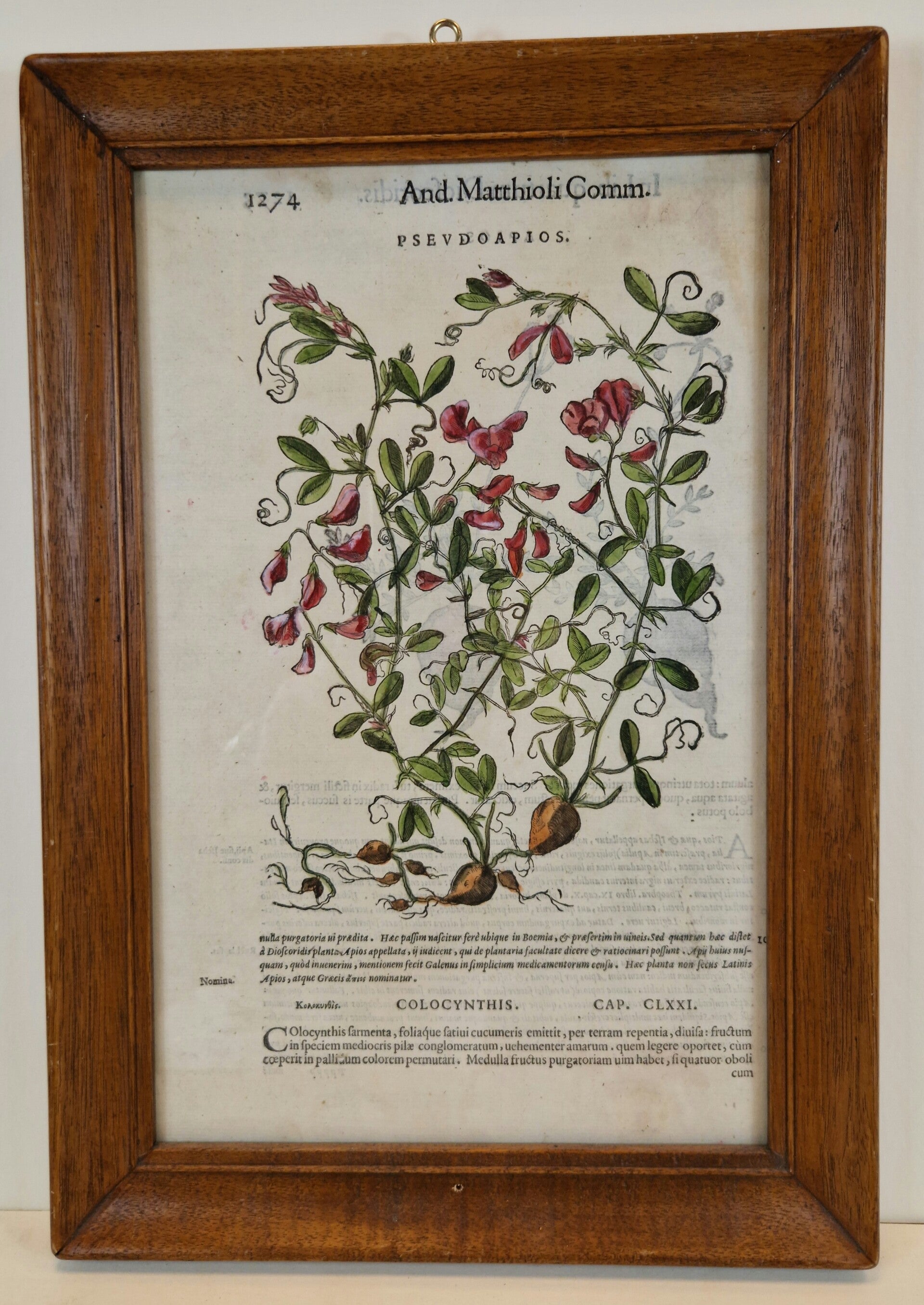 Apios en pseudoapios. P.a. matthioli. 1569.