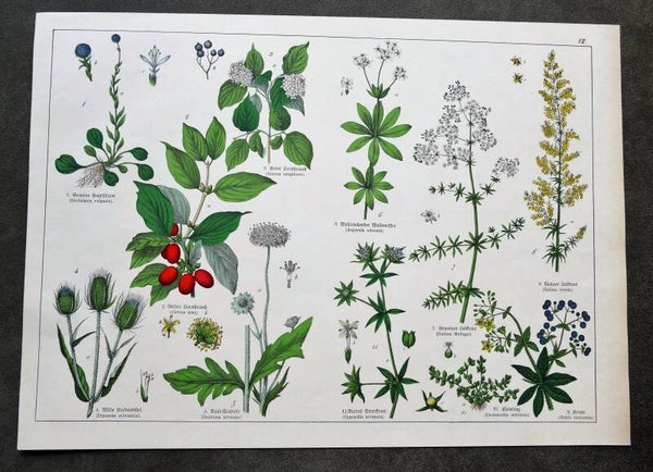Botanische prent VII meekrap en gele kornoelje,  1854
