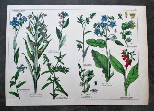 Botanische prent IX veldhondstong en gewone smeerwortel ,  1854