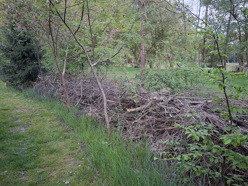 Totholzhecke im Park – Lebensraum für Insekten und Kleintiere