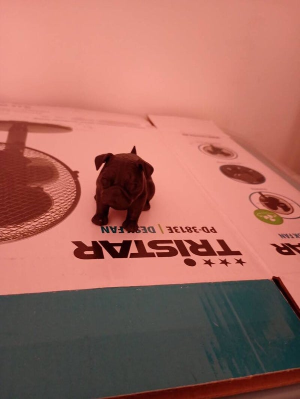 Mini Frans bulldog