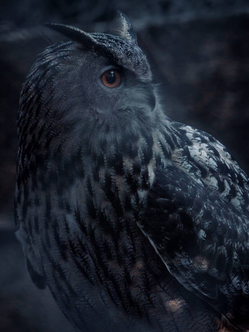 © 2025 Rene Hein I Nature &amp; Wildlifephotography