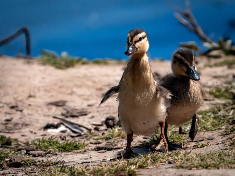 © 2025 Rene Hein I Nature &amp; Wildlifephotography