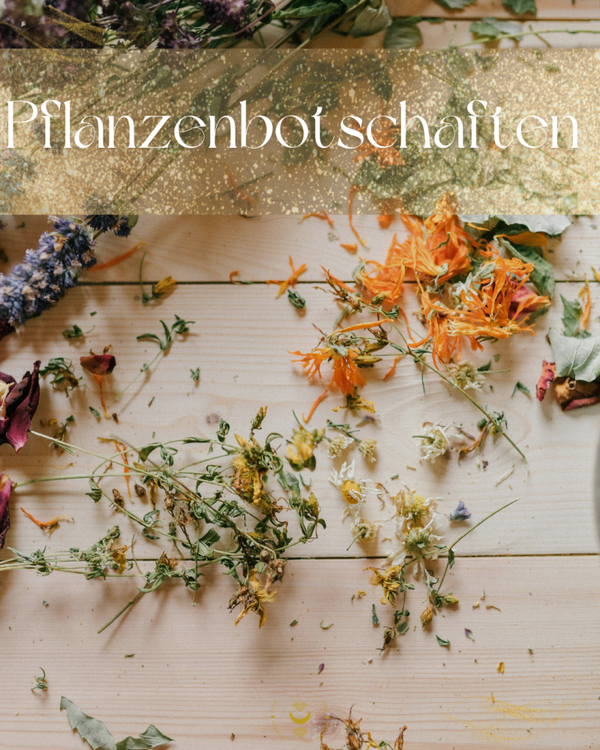 Pflanzenbotschaften Ritual