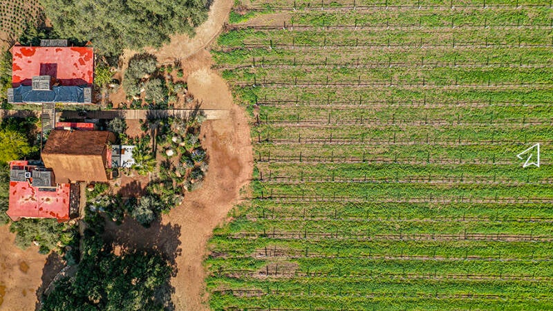 8-7-viñedo-valle-de-guadalupe-bcn