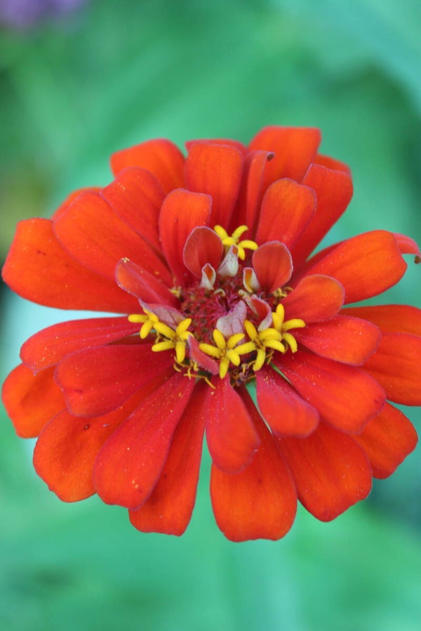 Summer Scarlet