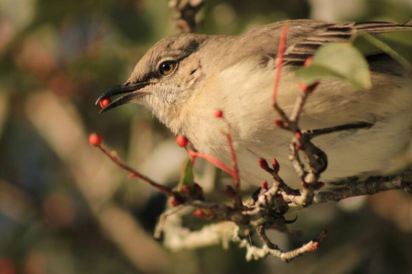 The Berry Thief