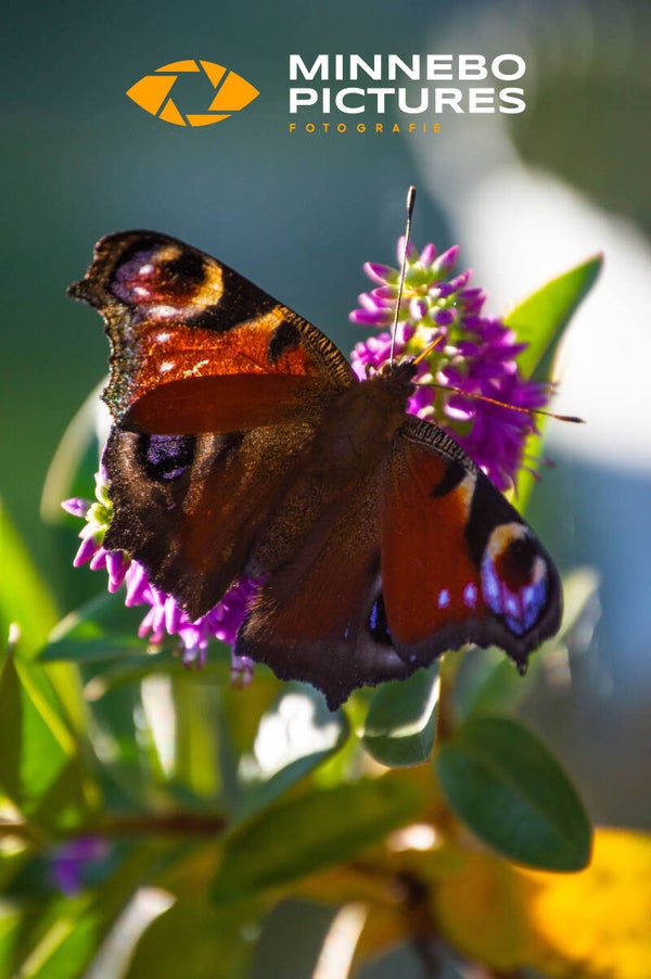 Butterfly Love