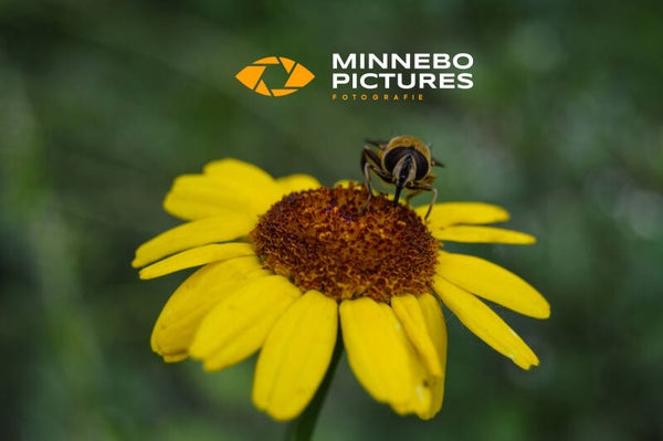 Free as a bee