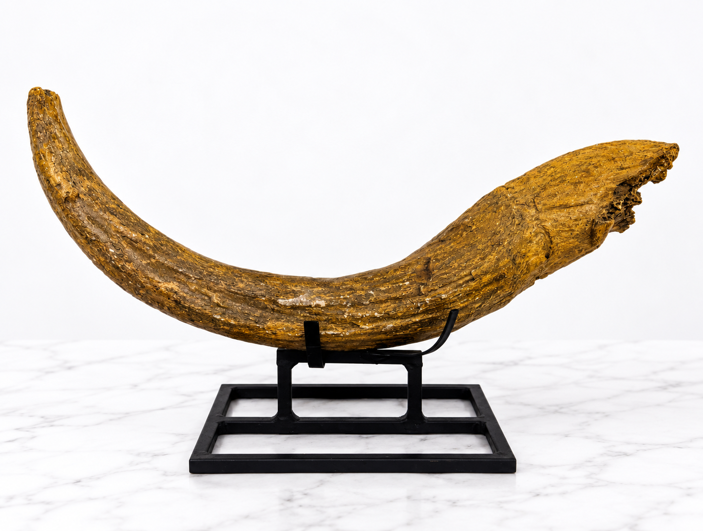 Auroch Horn