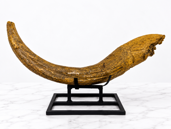 Auroch Horn