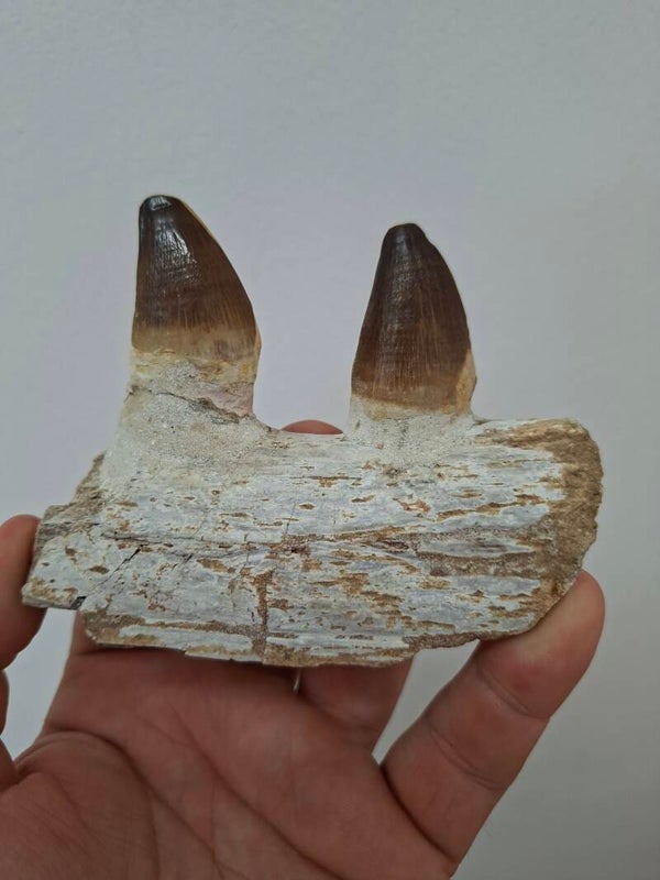 Genuine Mosasaur Jaw with Two Teeth