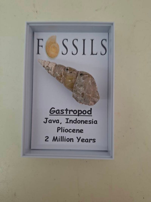 Fossilised Gastropod