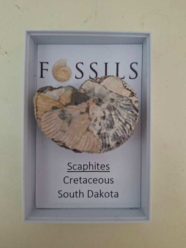 Fossilised Scaphites