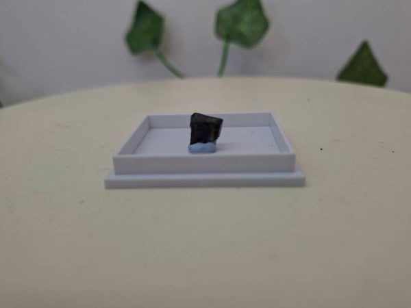 Genuine Triceratops horridus Tooth