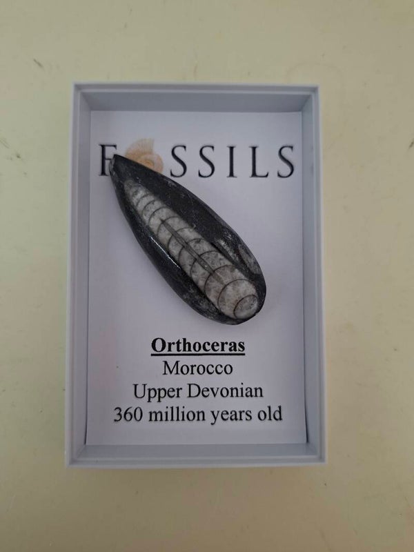 Genuine Orthoceras Fossil