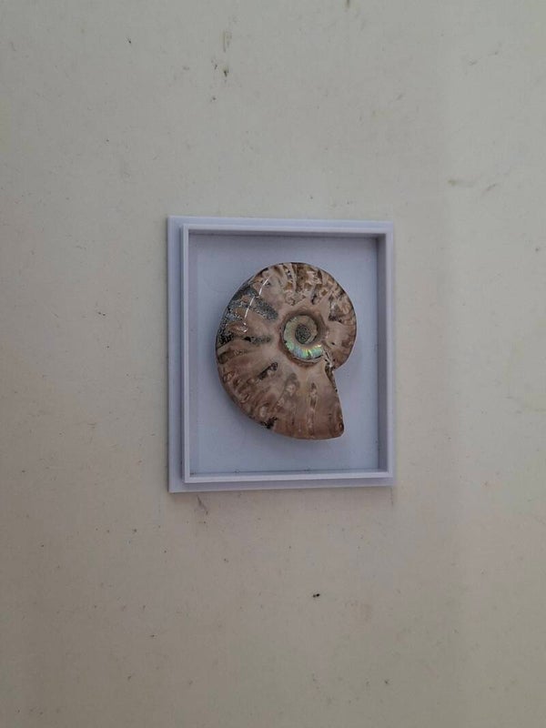 Genuine Cleoniceras Ammonite Fossil