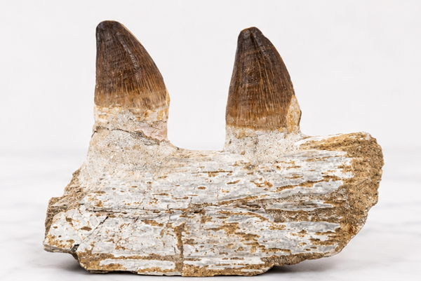 Genuine Mosasaur Jaw with Two Teeth