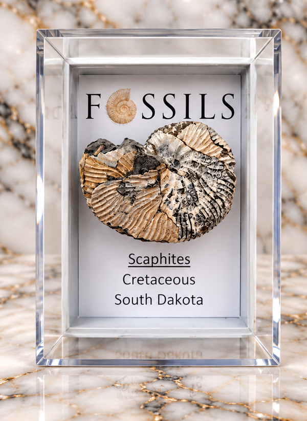 Fossilised Scaphites