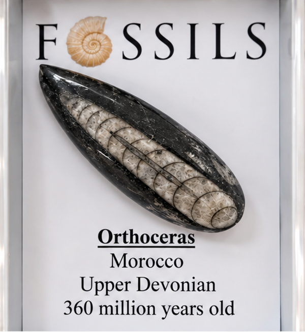 Genuine Orthoceras Fossil
