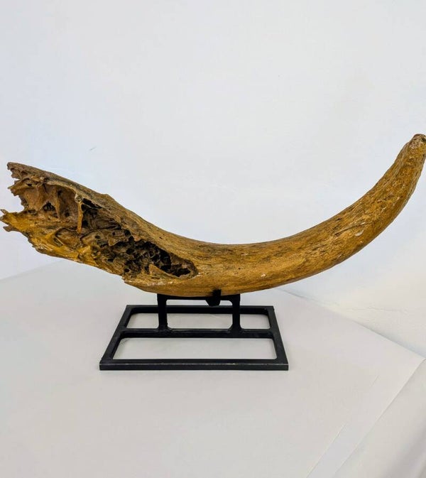 Auroch Horn