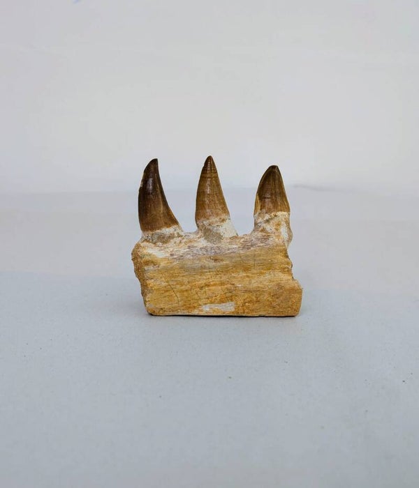 Mosasaur Jaw